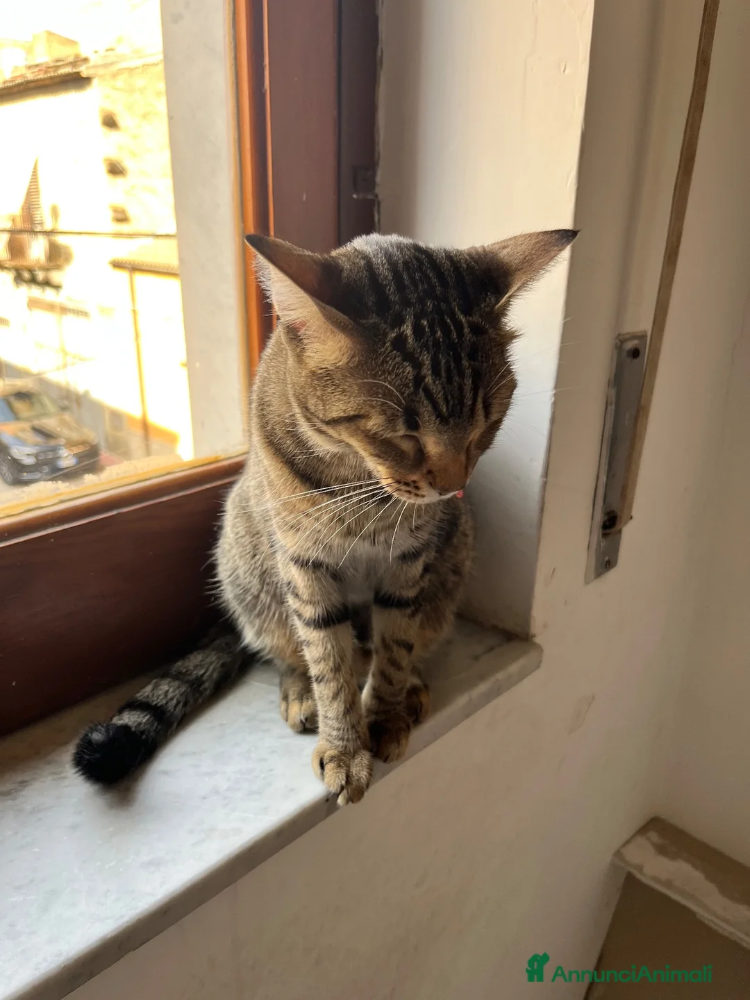 Meticcio gatti in regalo: Ranma  a Libero consorzio comunale di Agrigento - Annuncio 4