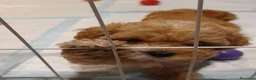 Maltipoo cani in vendita: Bellissimi Toy Maltipoo a Città metropolitana di Roma Capitale - Annuncio 11