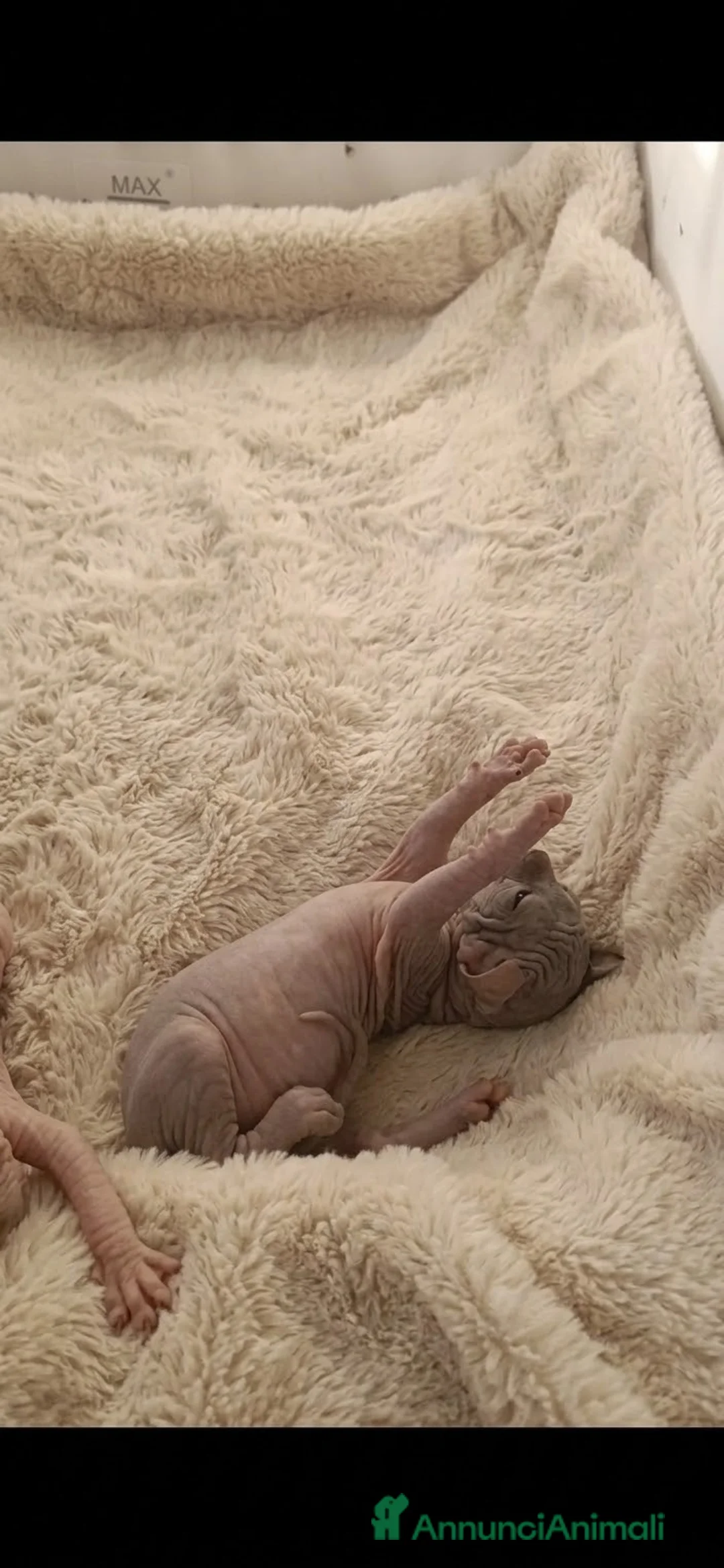 Sphynx gatti in vendita: Cuccioli di SPHYNX con PEDIGREE  - Annuncio 2