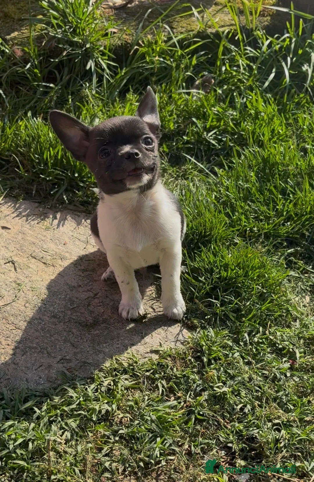 Chihuahua cani in vendita: Chihuahua - Annuncio 2