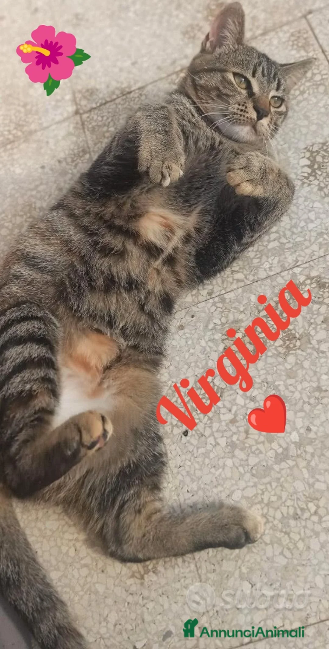 Europeo gatti in regalo: Adottate Virginia, elemosina coccole a Città metropolitana di Milano - Annuncio 3