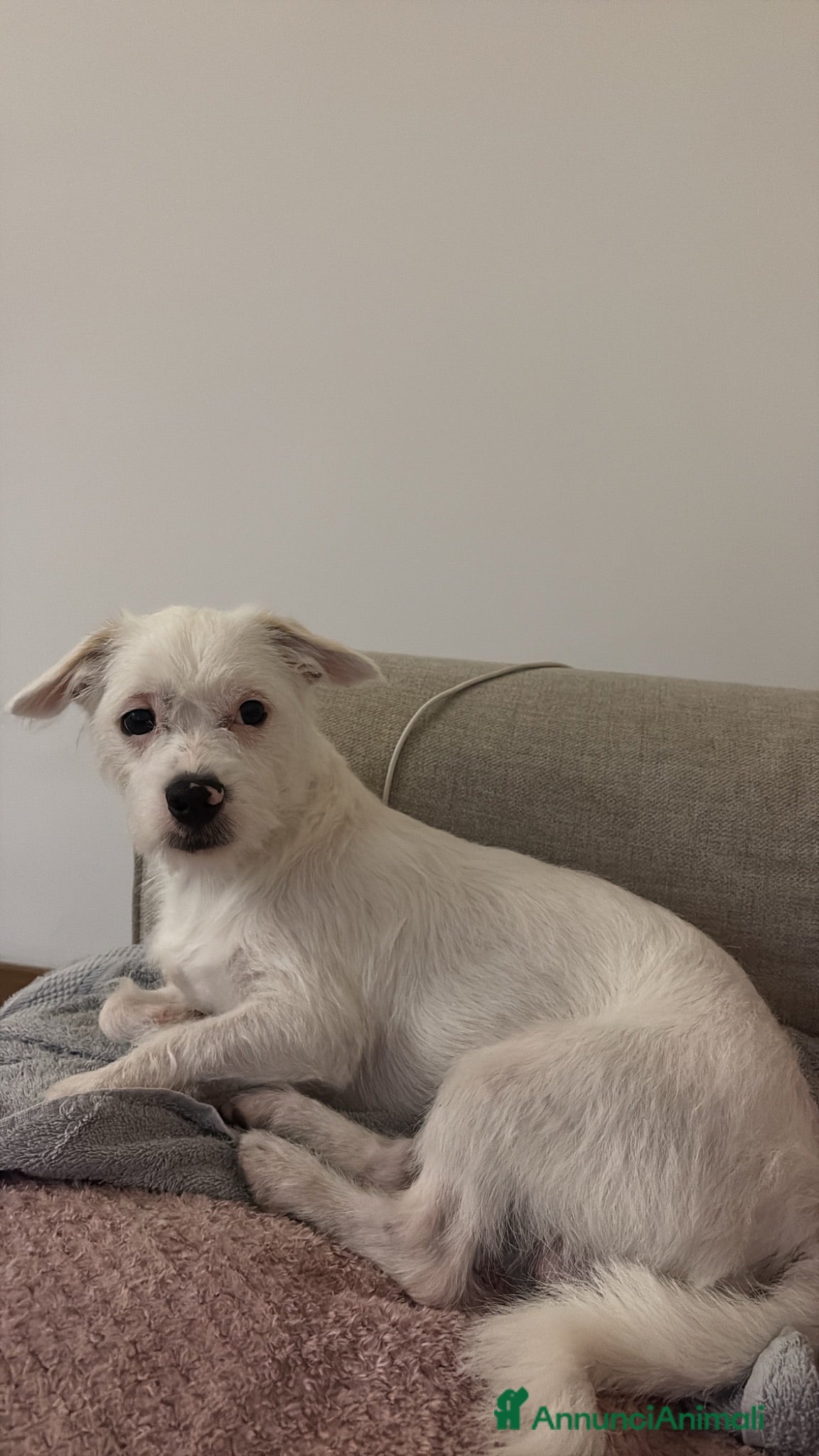 Meticcio cani HUGO CERCA UNA FAMIGLIA - Annuncio 2