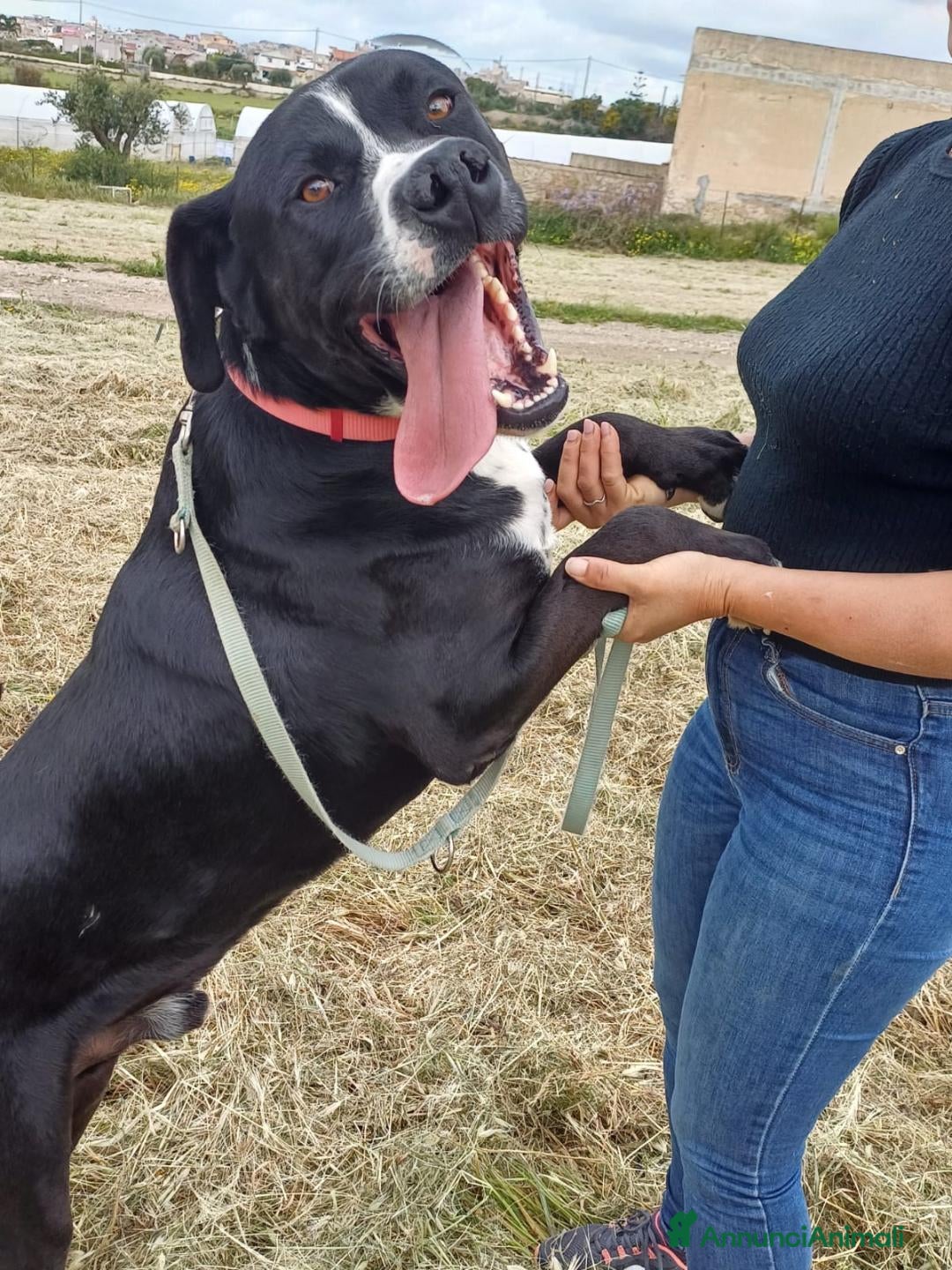 Meticcio cani per accoppiamento: LUCA, 2 ANNI a Provincia di Bergamo - Immagine 9