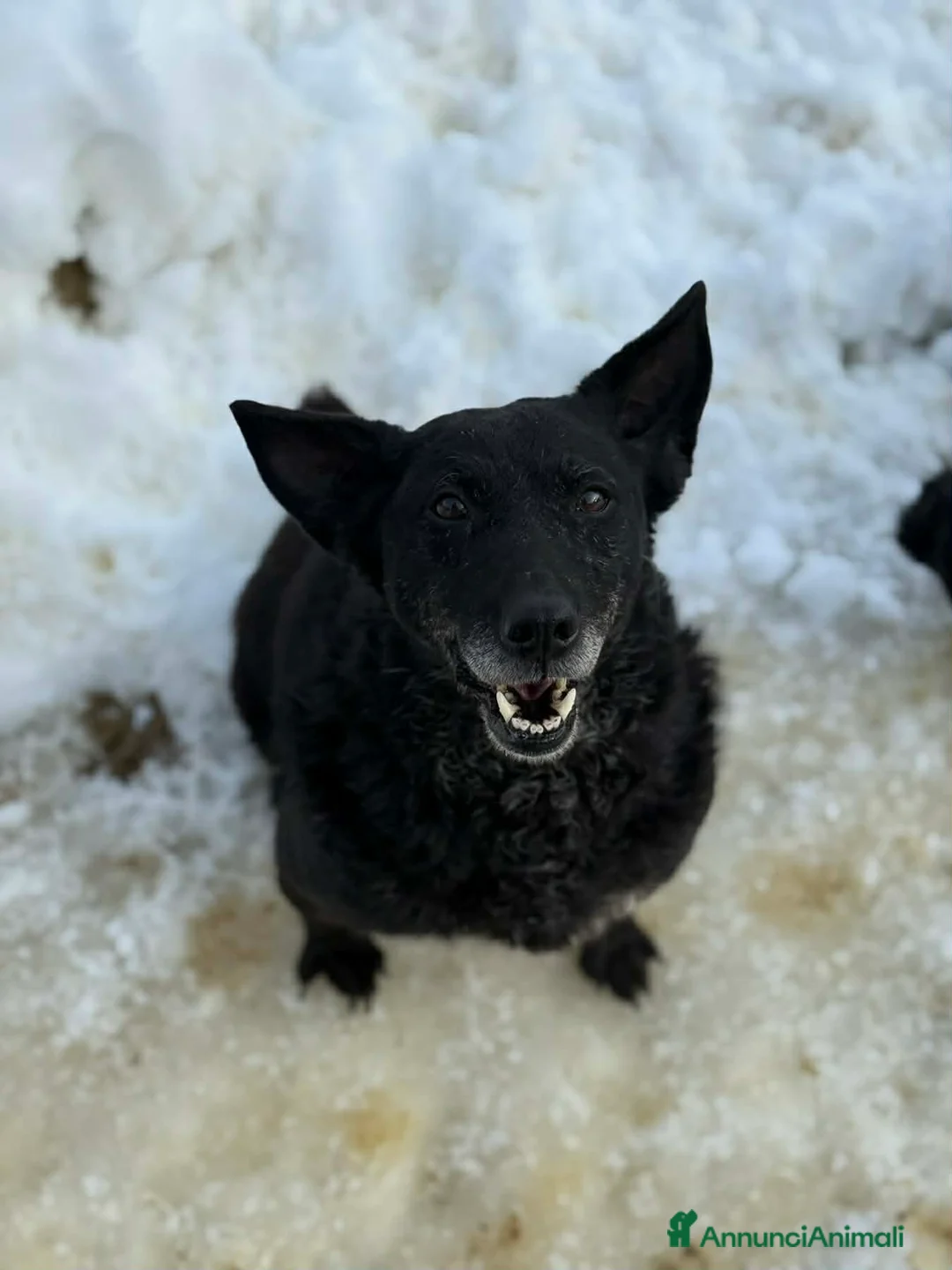 Meticcio cani in regalo: CHEOPE e ISIDE, mamma e figlia INVISIBILI! - Annuncio 10