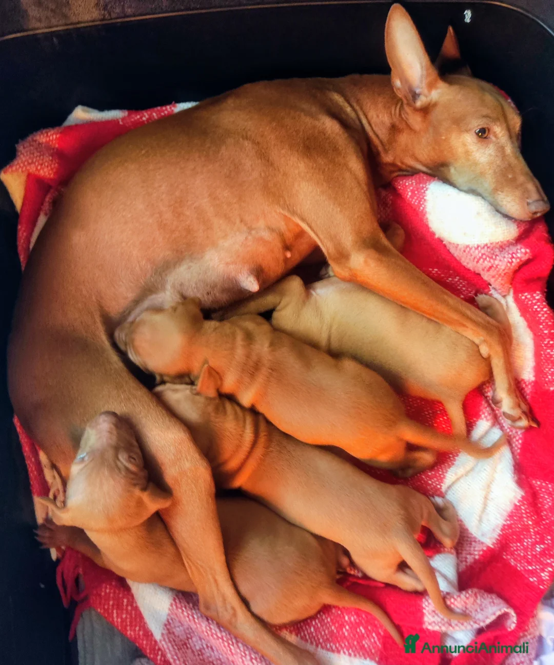 Cirneco dell'Etna cani in vendita: Cuccioli di Cirneco dell'Etna - Annuncio 17