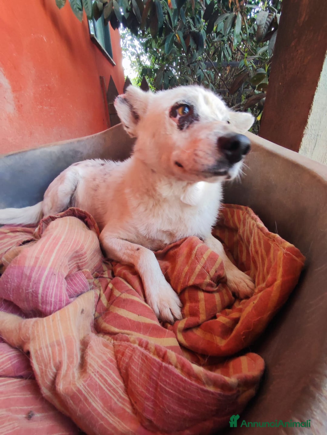 Meticcio cani in regalo: MARIO  a Provincia di Avellino - Immagine 2