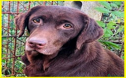 Labrador cani in regalo: KUBRA Adoz.del cuore x questa labrad.cieca! - Immagine 3
