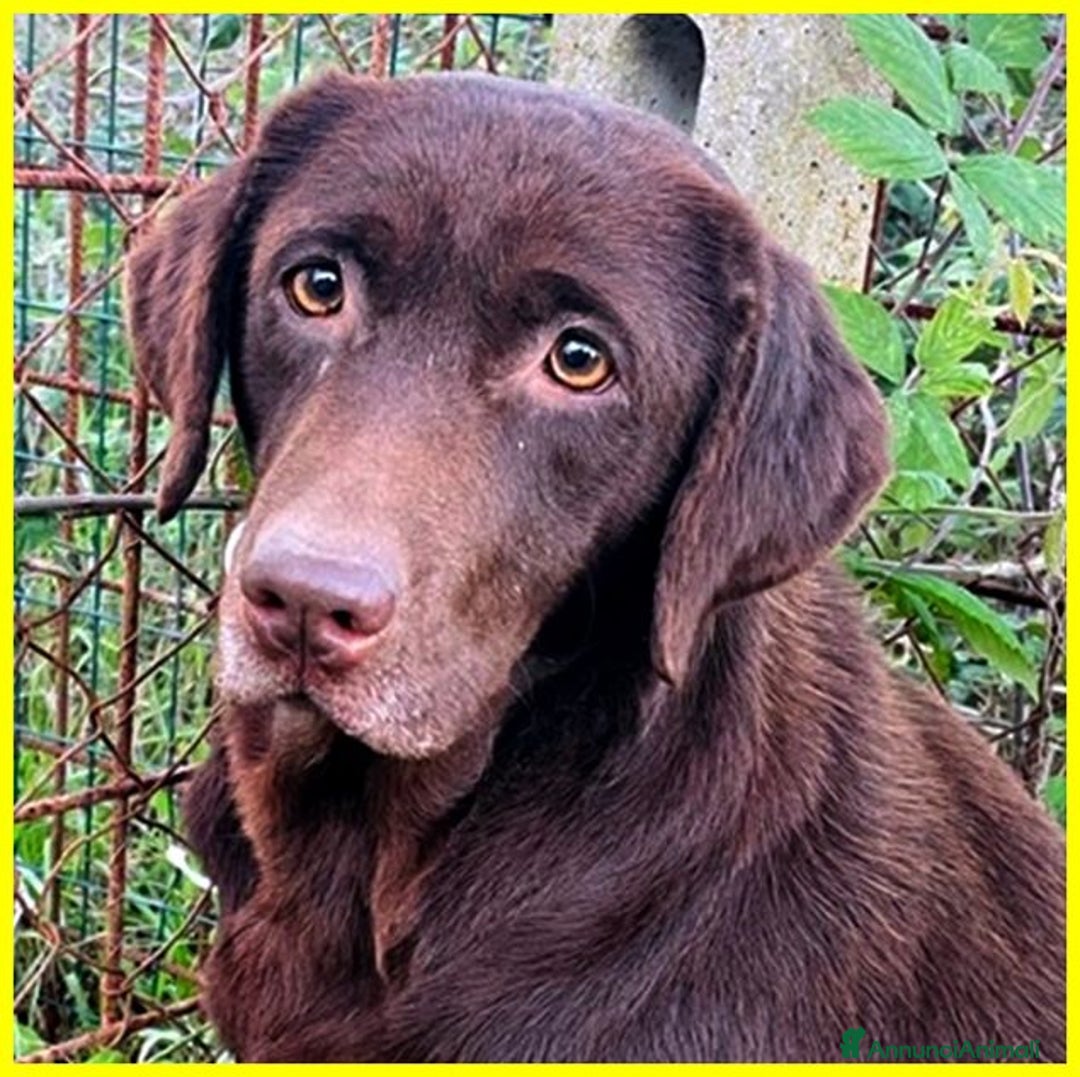 Labrador cani in regalo: KUBRA Adoz.del cuore x questa labrad.cieca! - Immagine 3