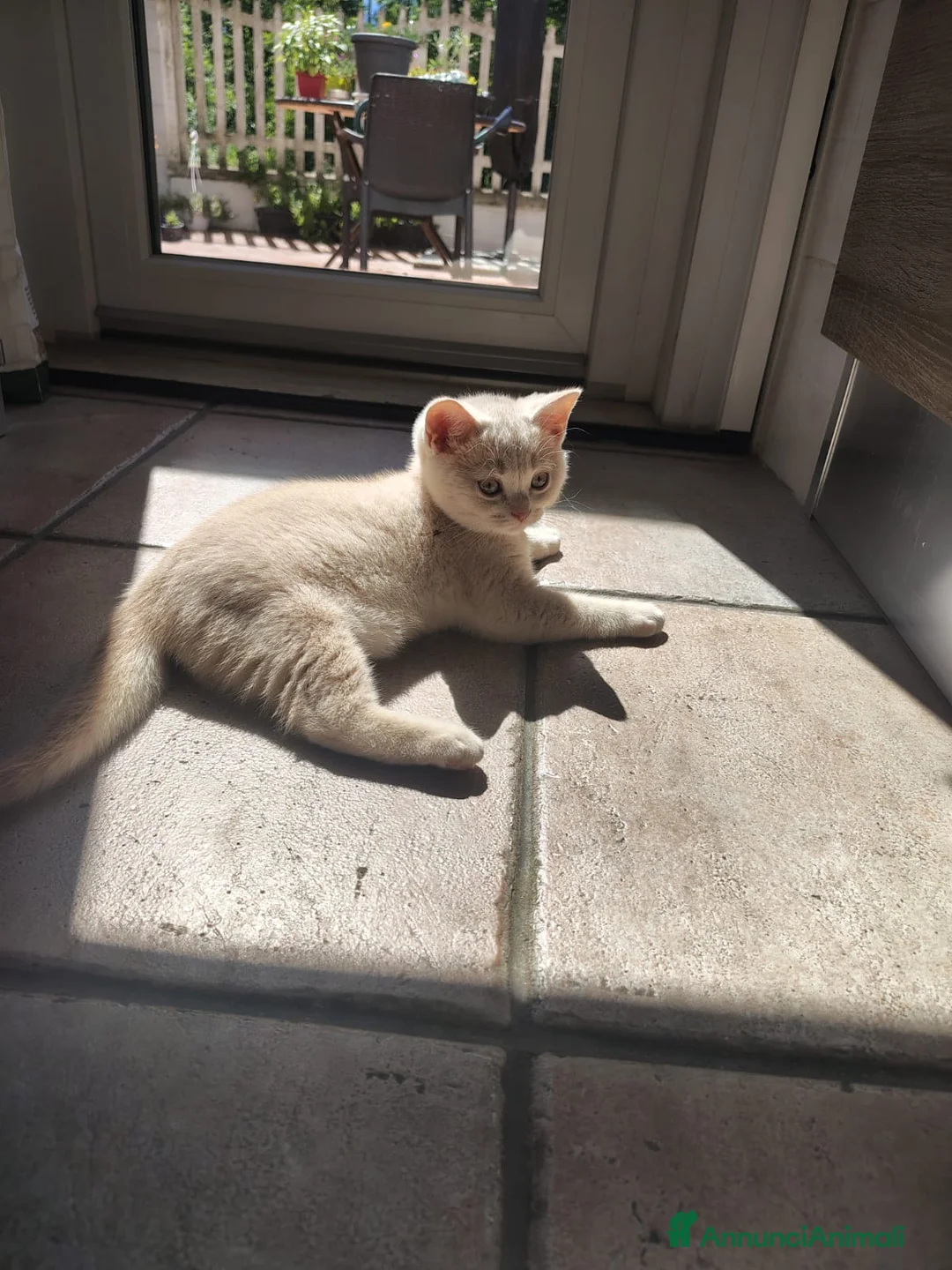 British gatti in vendita: Splendido cucciolo di British Shorthair  - Annuncio 1