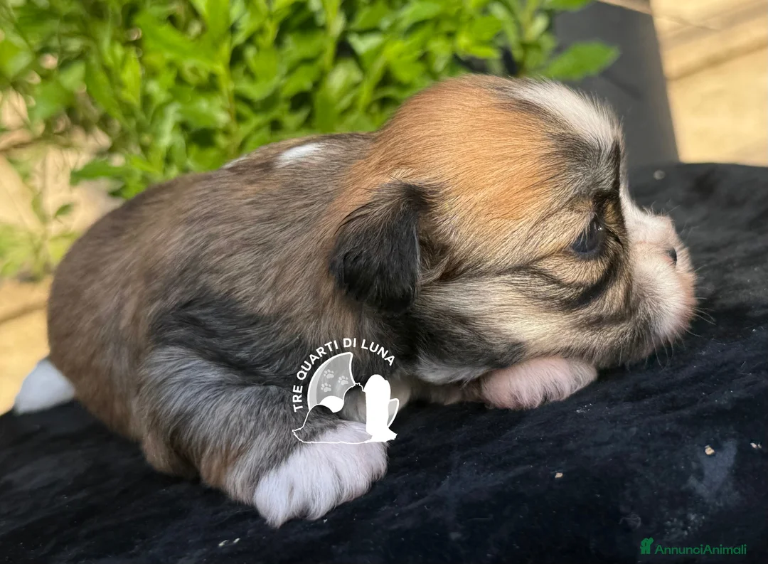 Maltipoo cani in vendita: Tre Quarti di Luna Barboncino Maltipoo Lhasa Apso - Annuncio 3