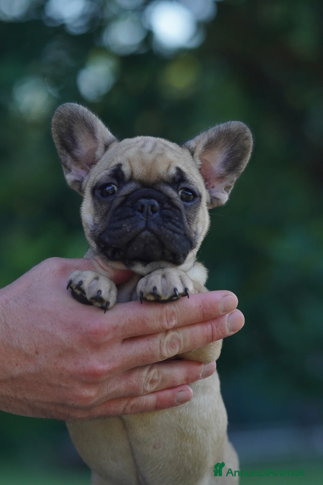 Bulldog Francese cani in vendita: Meravigliosi Cuccioli di Bulldog Francese Fulvi a Provincia di Piacenza - Annuncio 8
