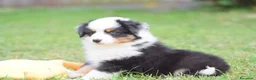 Miniature American Shepherd cani in vendita: MINIATURE AMERICAN SHEPHERD - Annuncio 31