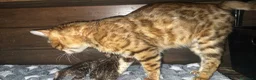 Bengala gatti in vendita: Splendidi maschi BENGAL con pedigree aperto - Annuncio 5