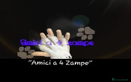 American Bully cani in vendita: AMERICAN BULLY ultime cucciole coccolose - Immagine 7