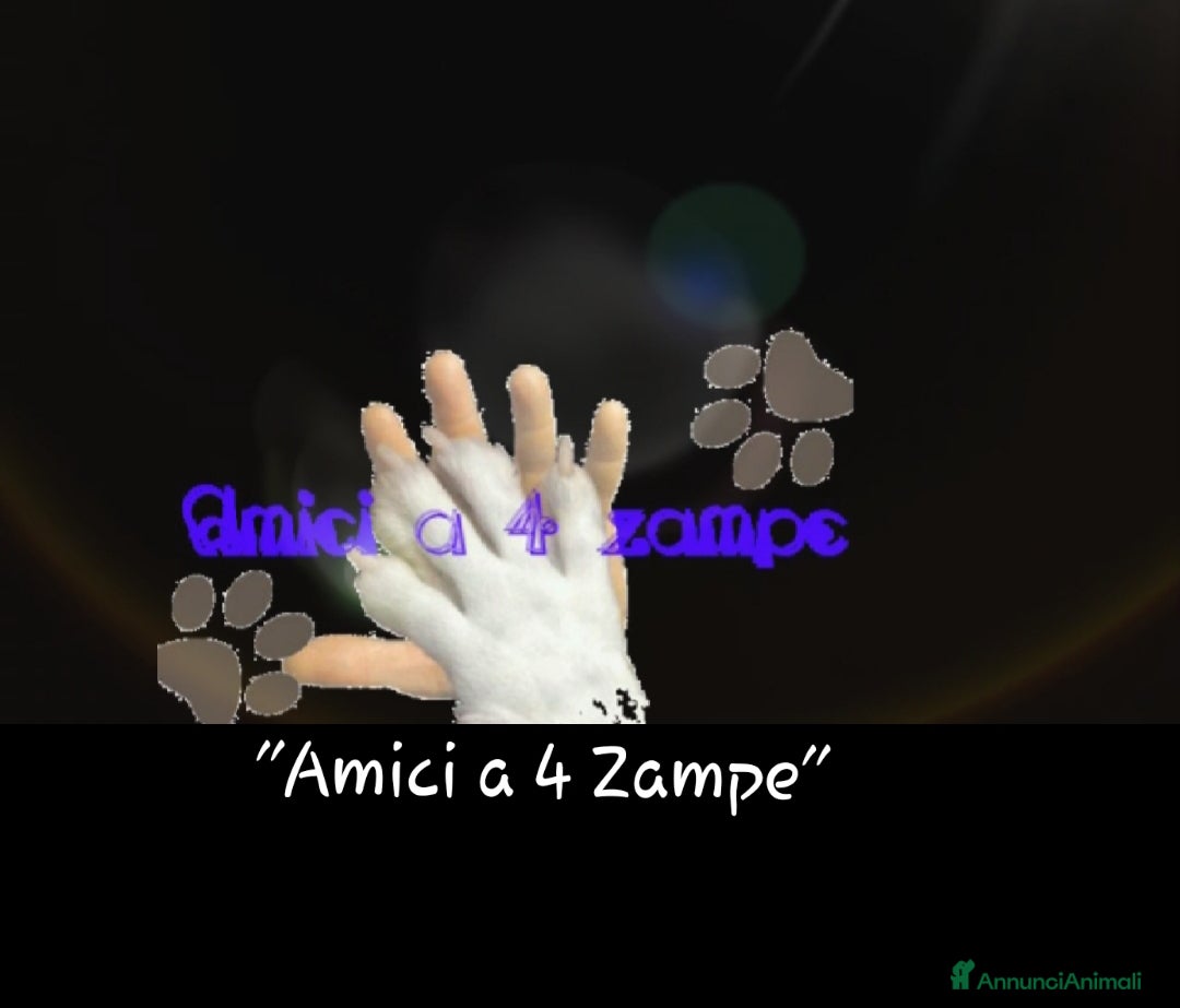 American Bully cani in vendita: AMERICAN BULLY ultime cucciole coccolose - Immagine 7