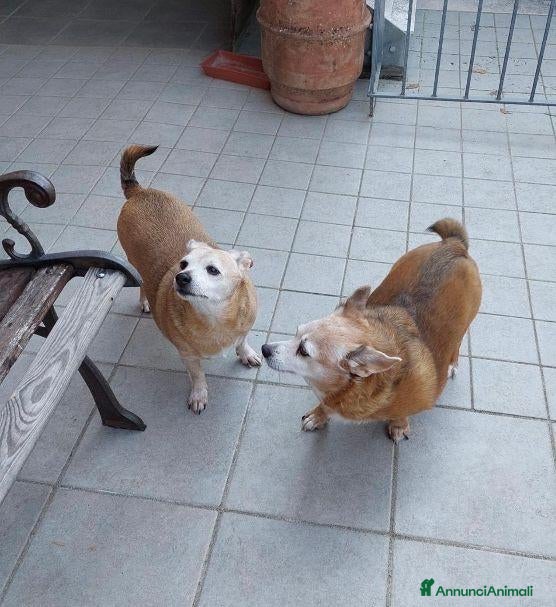 Meticcio cani MIA e TINA 8anni rimaste sole... - Annuncio 34