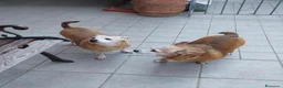 Meticcio cani in regalo: MIA e TINA 8anni rimaste sole... a Provincia di Lucca - Annuncio 1