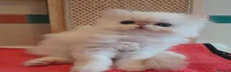 Persiano gatti in vendita: Gatti persiani - Annuncio 8