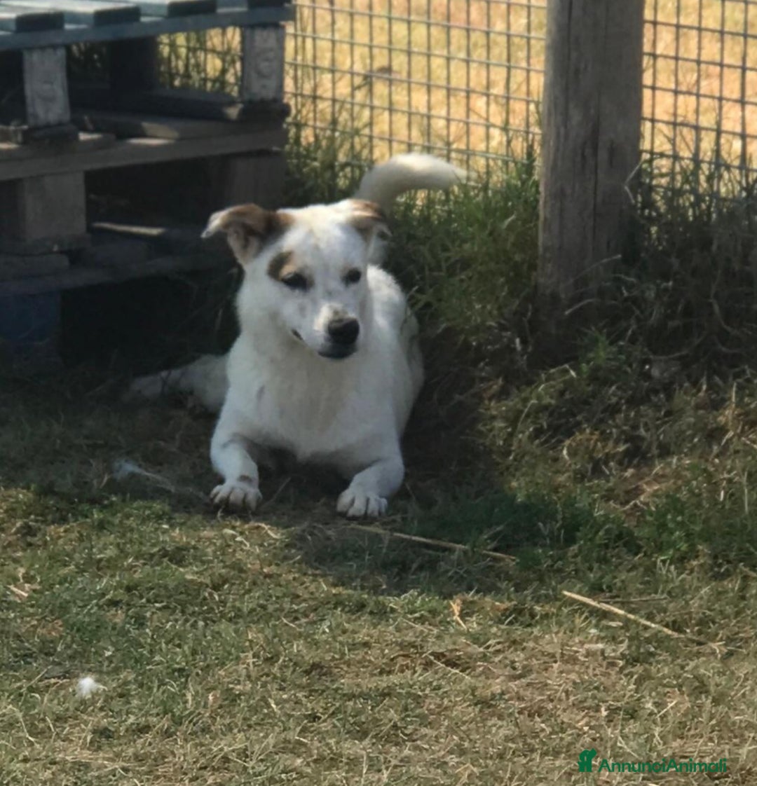 Meticcio cani in regalo: Lisa dolcissima mix jack- bassotto a Provincia di Latina - Annuncio 3