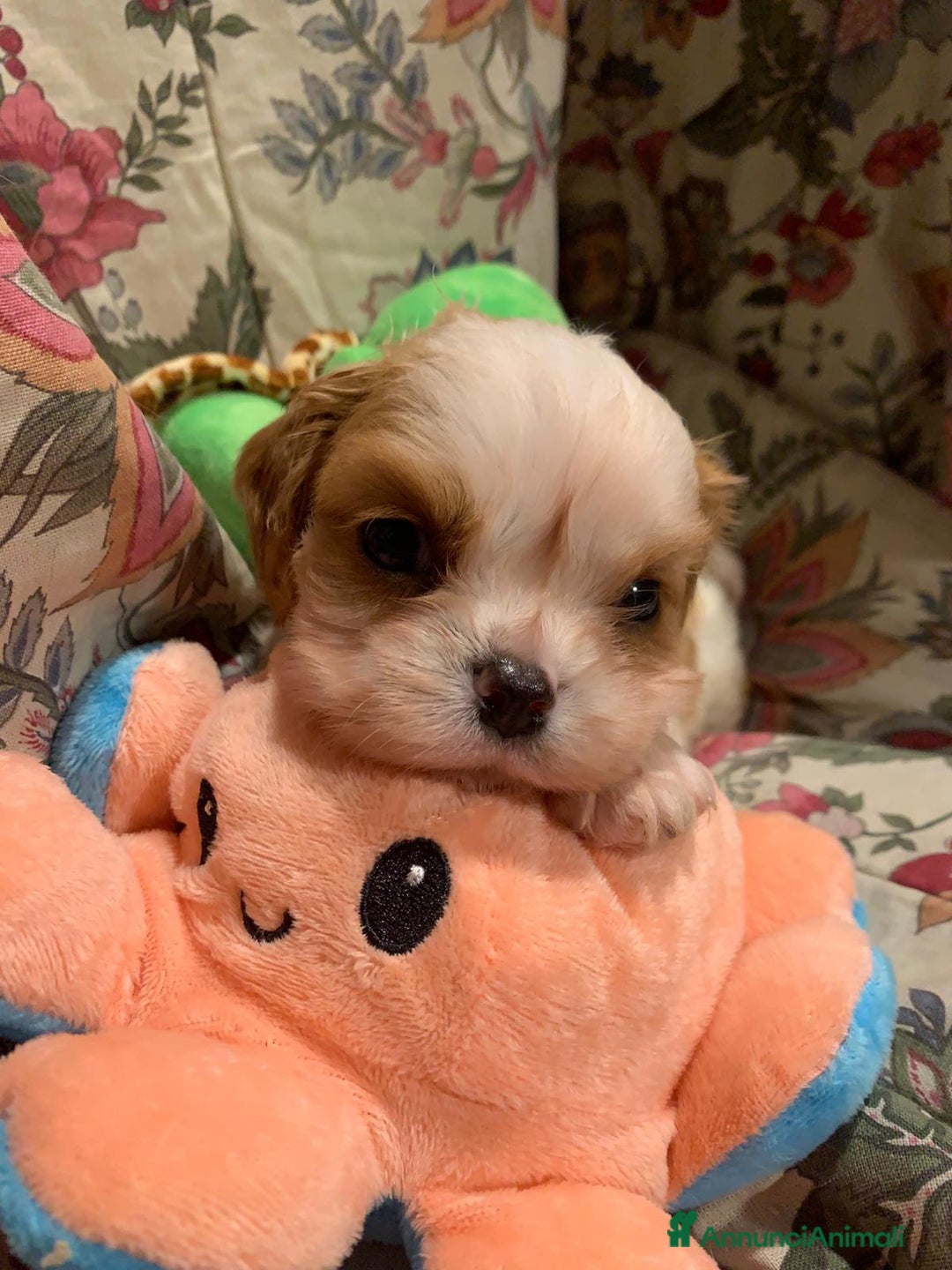 Cavalier King cani in vendita: Cuccioli di Cavalier King Charles Spaniel - Annuncio 3