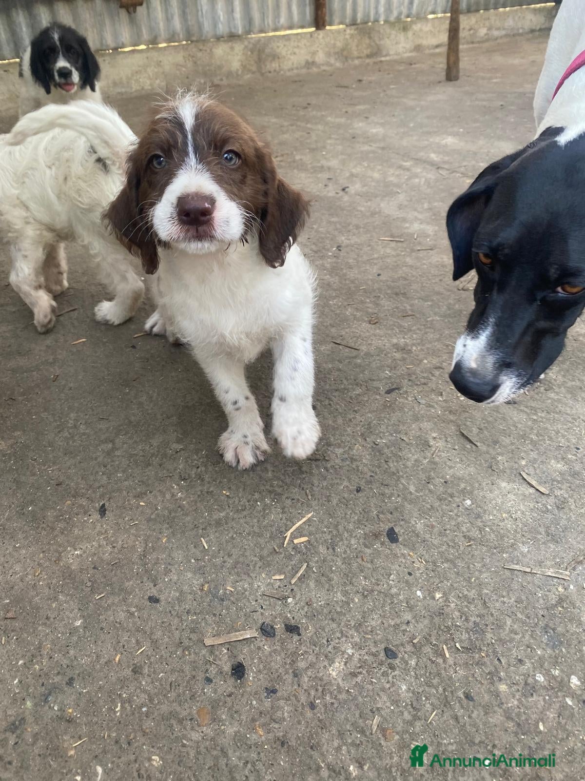 Meticcio cani Bellissimi cuccioli Lagotto e Pointer - Annuncio 1