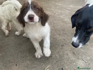 Meticcio cani Bellissimi cuccioli Lagotto e Pointer - Annuncio 1
