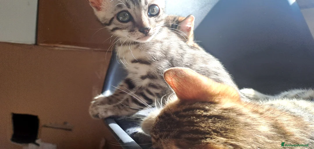 Immagine della galleria {{count}}