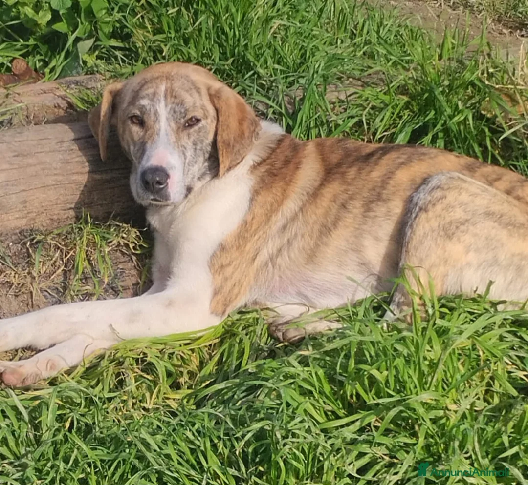 Meticcio cani in regalo: UNA MAMMA PER TERRY - Annuncio 1