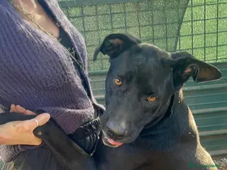 Meticcio cani Un amore, dolcissima! bellissima! 3 anni 2 anni - Annuncio 4
