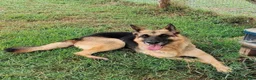 Pastore Tedesco cani in regalo: Sarah Jane pastore t. in adozione  - Annuncio 4