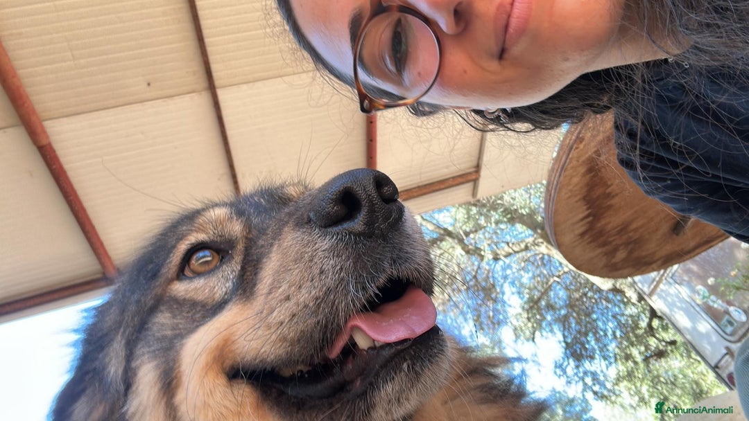 Pastore dei Carpazi cani in regalo: Max, pastore dei Carpazi, ottimo carattere - Annuncio 3