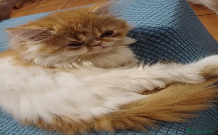 Persiano gatti - Annuncio 6