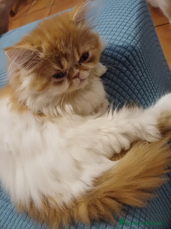 Persiano gatti Gatti persiani - Annuncio 11