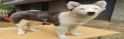 Yakutian Laika cani in vendita: Cuccioli di Yakutian Laika - Annuncio 7