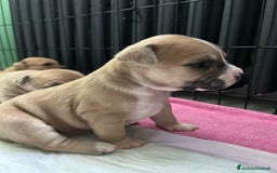 American Staffordshire cani in vendita: Cuccioli amstaff pitbull a Provincia del Verbano-Cusio-Ossola - Immagine 15