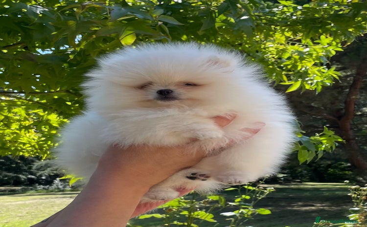 Volpino Pomerania cani a Provincia di Alessandria - Annuncio 1