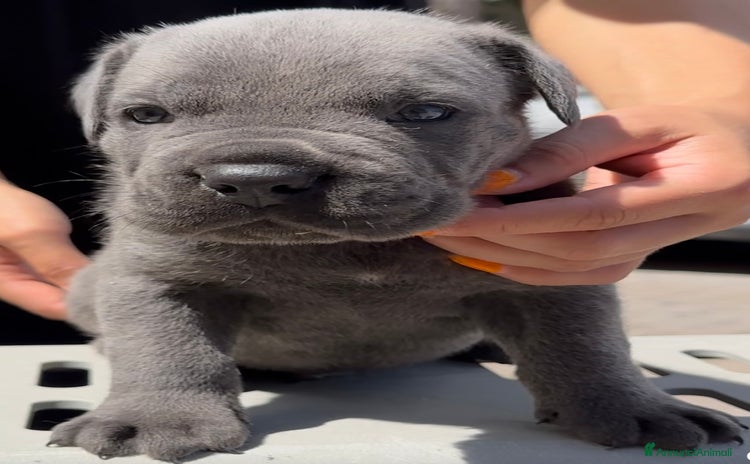 Cane Corso cani a Provincia di Savona - Annuncio 1