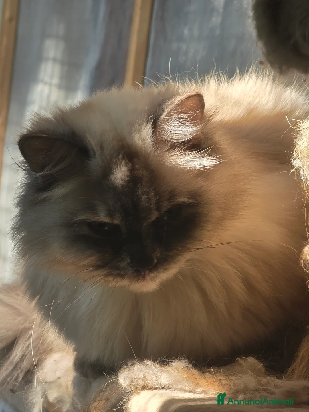 Siberiano gatti in vendita: Neva masquerada Red tabby whaite a Provincia di Arezzo - Annuncio 2
