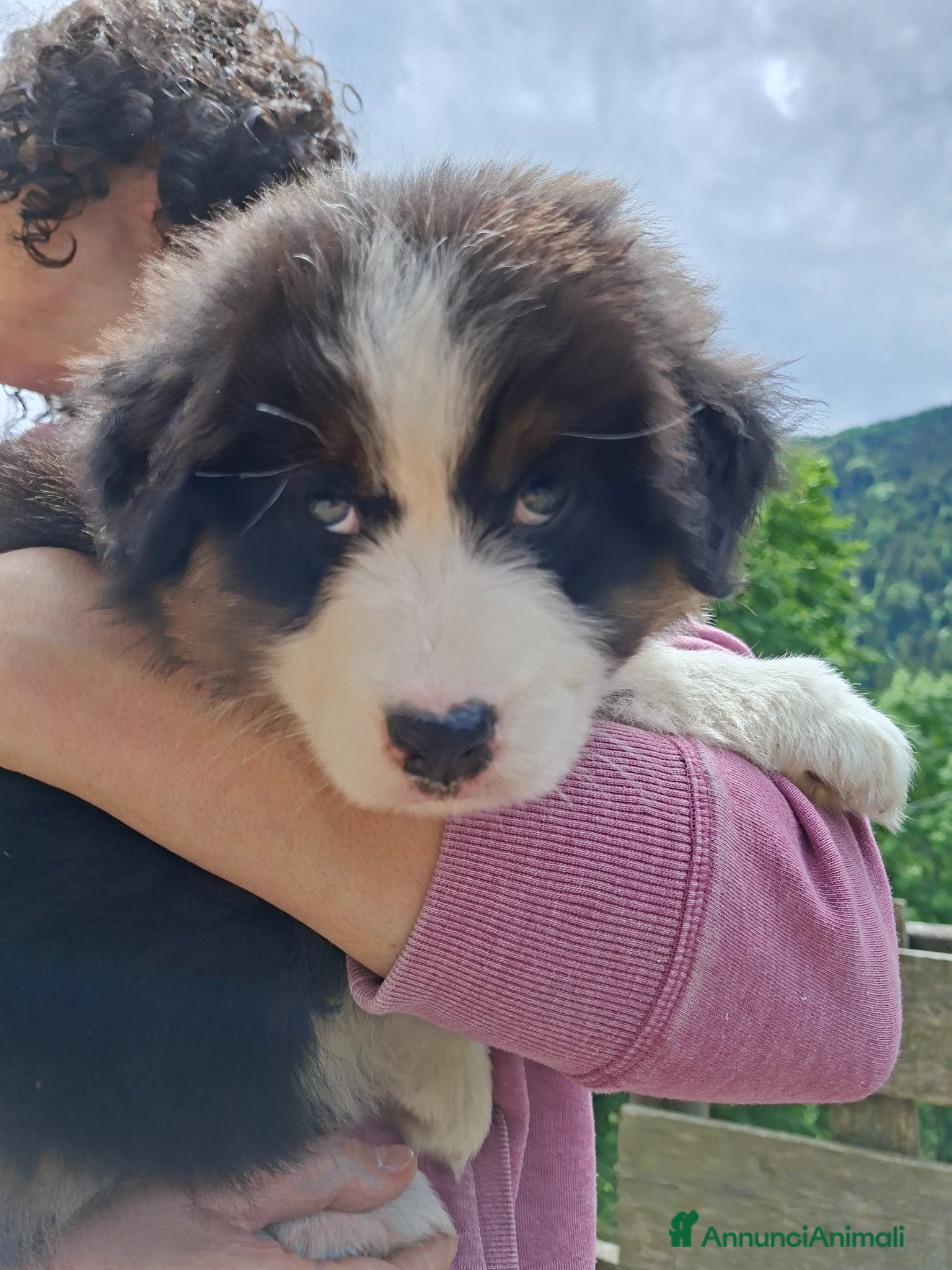 Australian Shepherd cani in vendita: Cucciole blacktricolor nbt - Annuncio 8