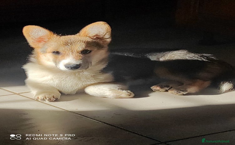 Corgi Pembroke cani a Provincia di Pavia - Annuncio 2