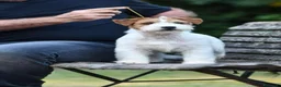 Jack Russell cani in vendita: Cuccioli jack russell lineaespositiva pelo ruvido  a Città Metropolitana di Torino - Annuncio 2