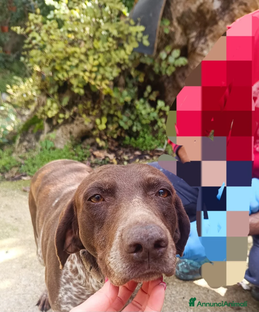 Bracco cani in regalo: Cagnolina bracco tedesco - Annuncio 2