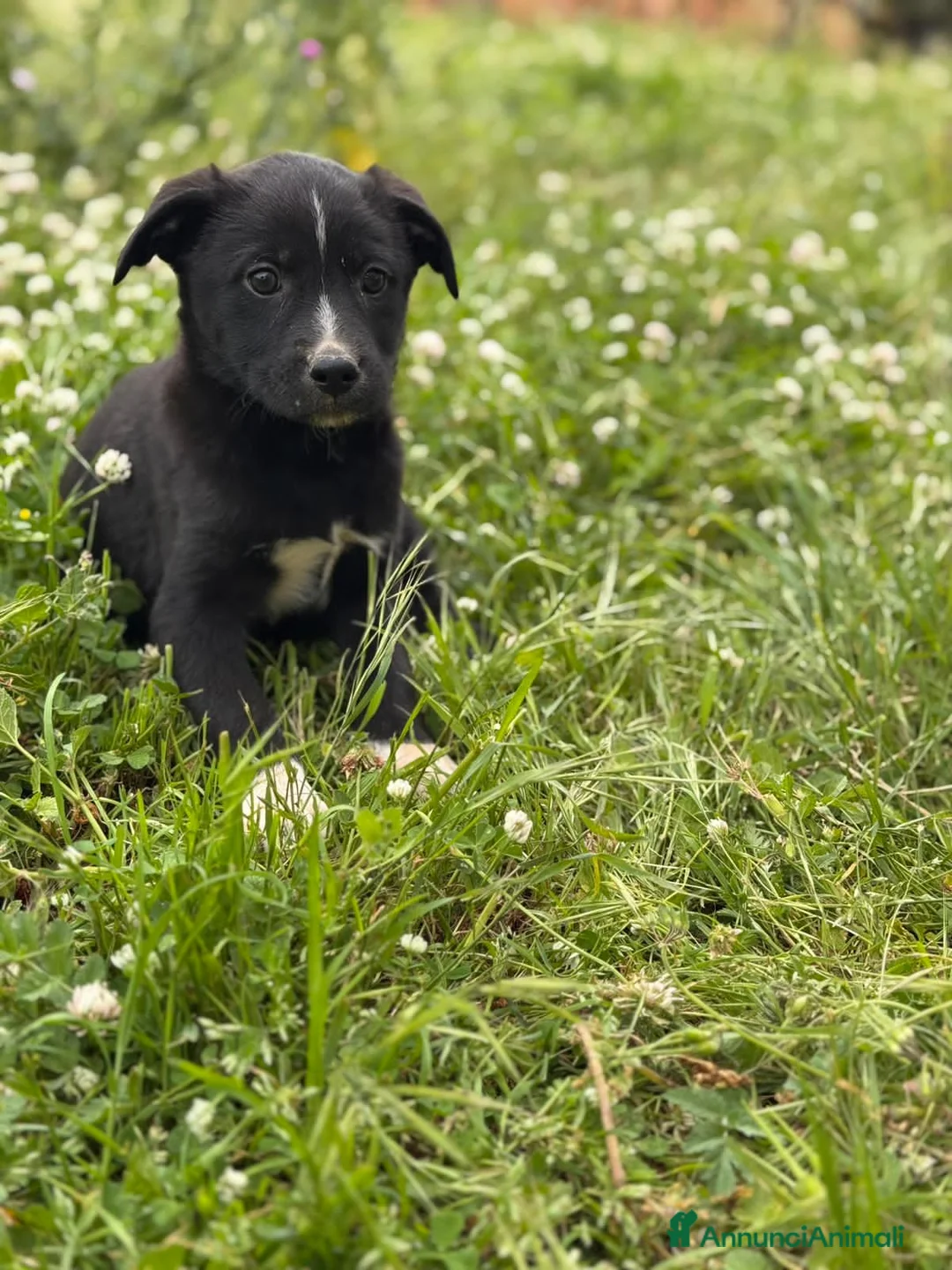 Meticcio cani in regalo: LUNA, LORENZO, LORENA, LENI E LEILA - Annuncio 6