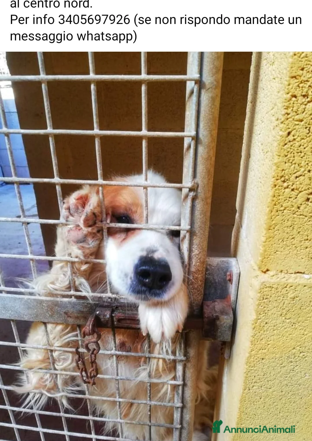 Meticcio cani in regalo: PACO 13/14 IN GABBIA DA TROPPO! PUGLIA a Città Metropolitana di Milano - Annuncio 1