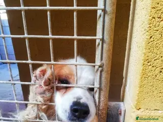 Meticcio cani PACO 13/14 IN GABBIA DA TROPPO! PUGLIA a Città Metropolitana di Milano - Annuncio 8