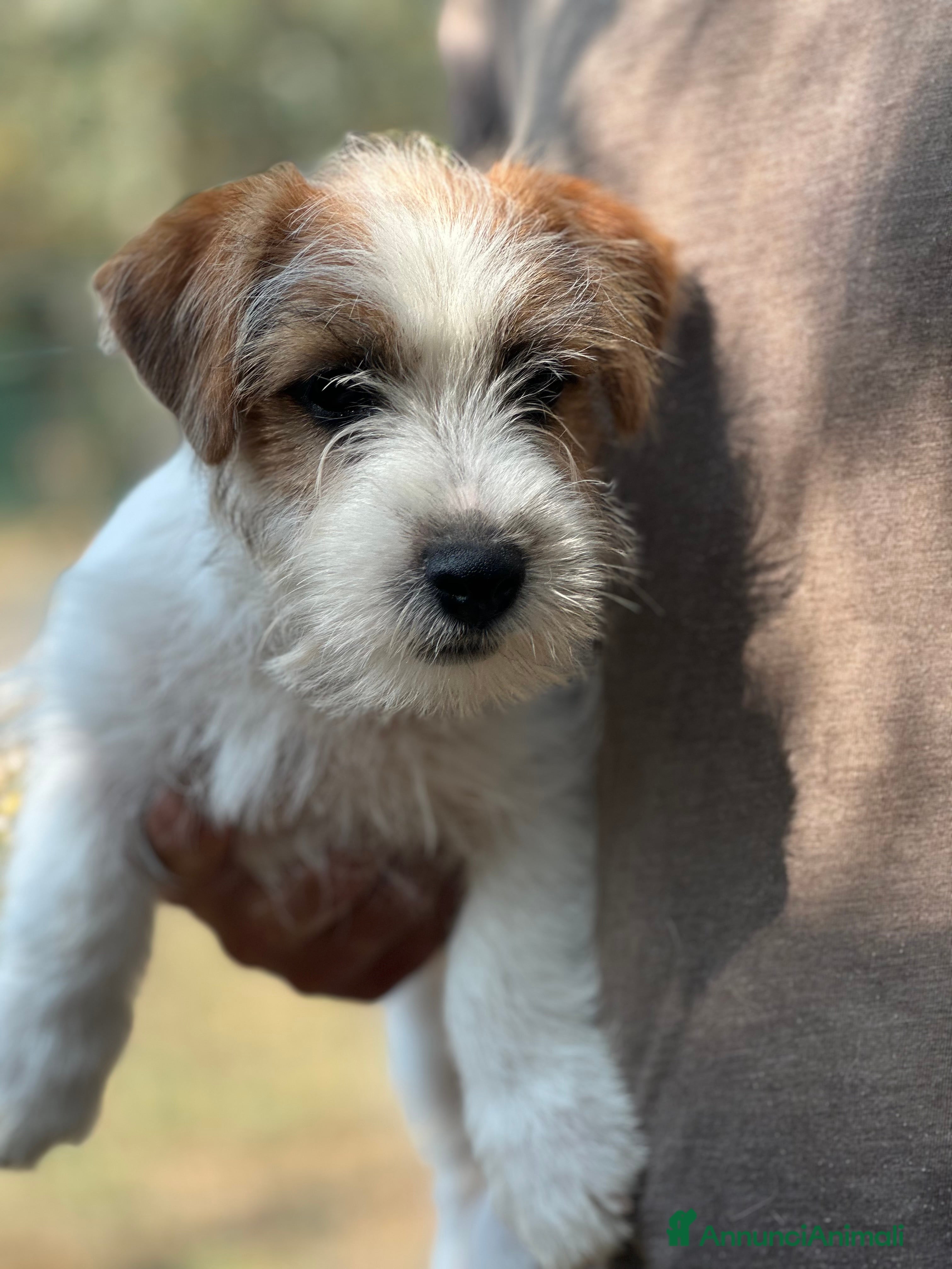 Jack Russell cani Cucciolo maschio jack Russell  - Annuncio 13