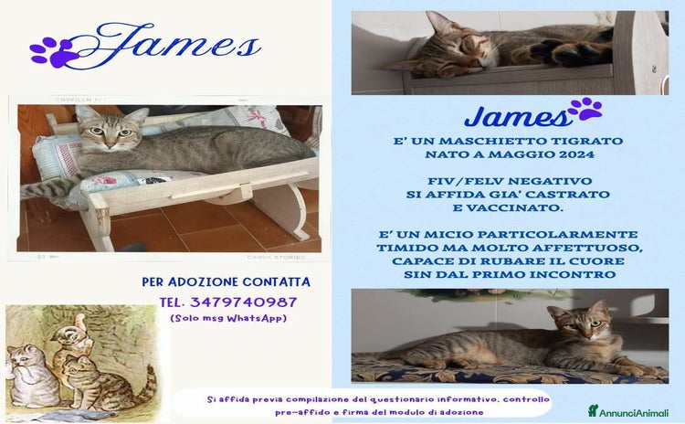 Europeo gatti a Lecco - Annuncio 4