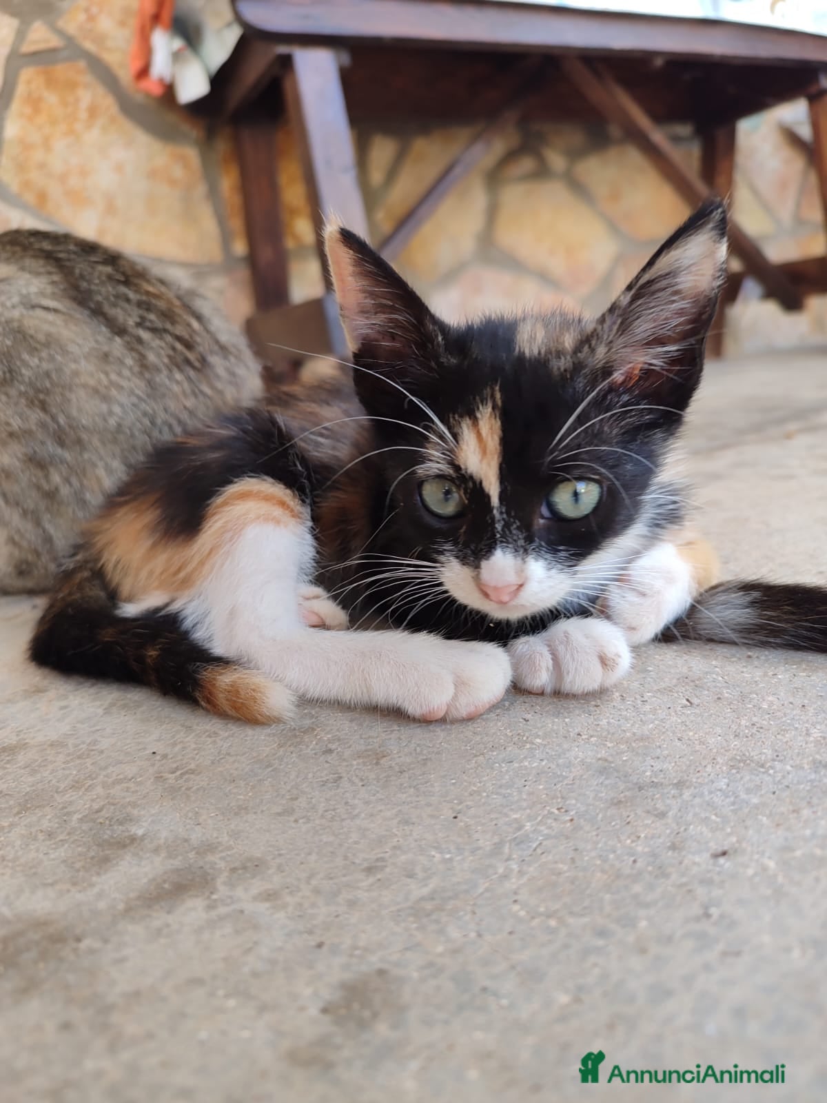 Altre razze gatti GATTINI ABBANDONATI: URGENTE  - Annuncio 7