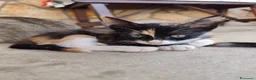 Altre razze gatti in regalo: GATTINI ABBANDONATI: URGENTE  - Annuncio 1