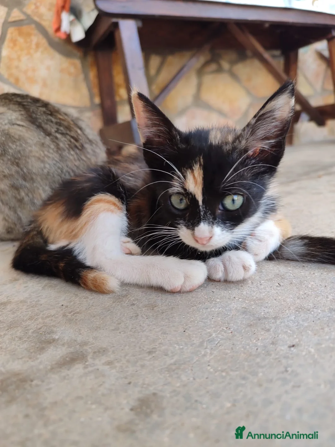 Altre razze gatti in regalo: GATTINI ABBANDONATI: URGENTE  - Annuncio 1